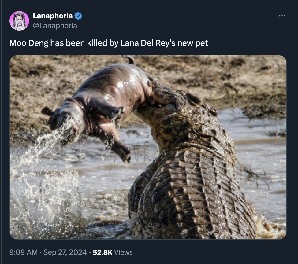 can a crocodile kill a hippo - Lanaphoria Moo Deng has been killed by Lana Del Rey's new pet Views